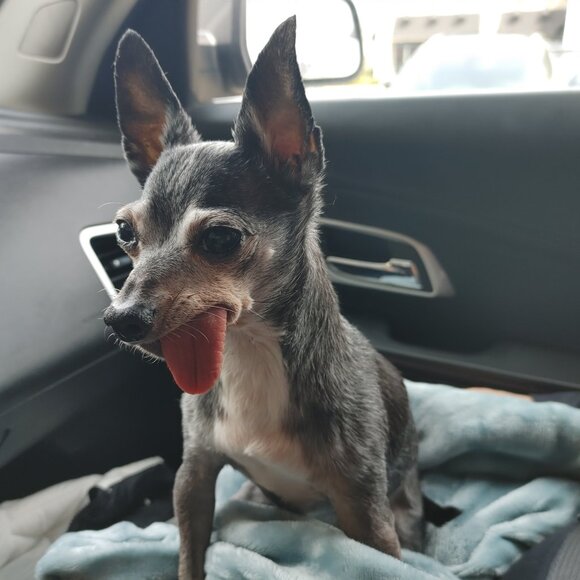 Other - The Pepe' Animal Foundation !!!! 8/21